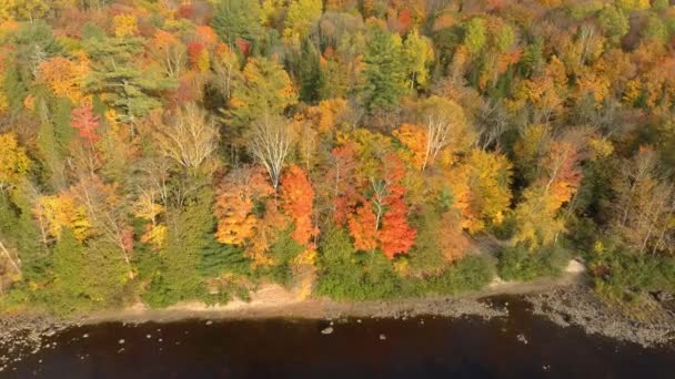 Drone Aproximando Borda Floresta Enquanto Dobra Câmera Para Baixo Direção — Vídeo de Stock