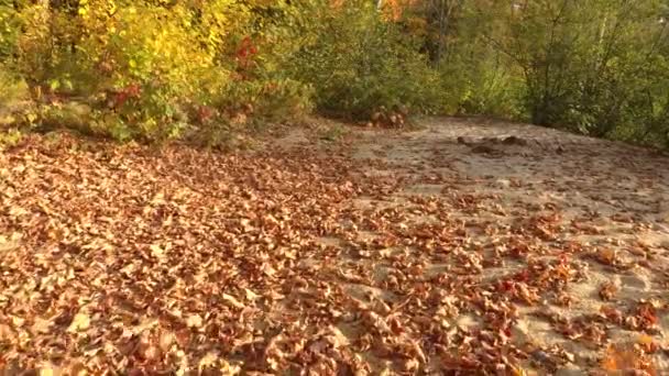 Drone volant bas au-dessus de la plage à l'automne soufflant feuilles mortes loin 