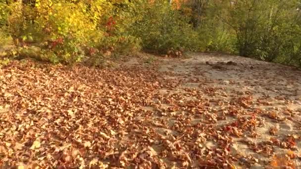 Drone Flying Low Beach Fall Blowing Dead Leaves Away — Stock Video
