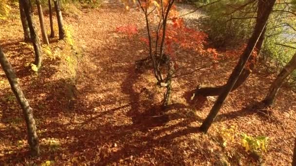 Dicht Bewachsener Sandweg Mit Abgestorbenem Laub Kanadischen Herbst — Stockvideo