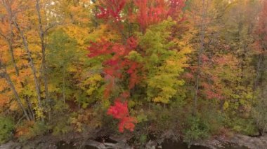 İnsansız hava aracı yana doğru uçuyor. Düşen ağaçları ve akan nehri gösteriyor.