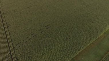 İnsansız hava aracı geceleyin mısır tarlalarında ileri geri uçuyor.