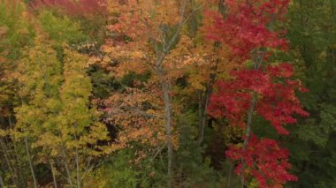 İnsansız hava aracı, ormanın kenarındaki renkli ağaçların yanında yavaşça uçuyor.