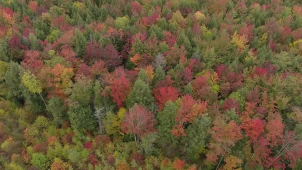 Aerial Colorful Forest Approaching Trees Red Purple Shades — Stock Video