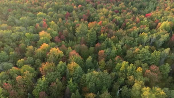 Światło Wschodu Słońca Świeci Szczycie Drzew Początku Jesieni — Wideo stockowe