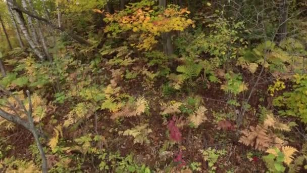 Drone Rośnie Podwyższonym Lesie Jesienią Liśćmi Pierwszym Planie — Wideo stockowe