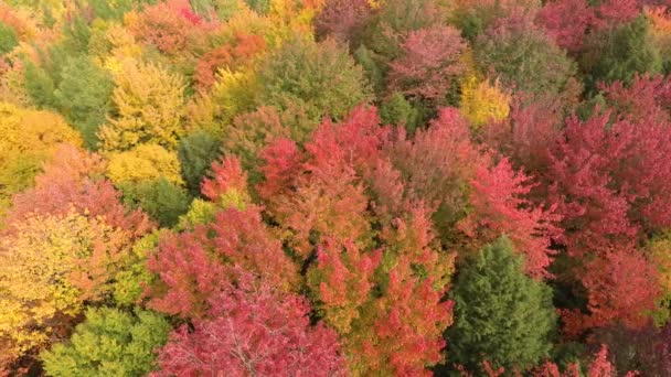Drone volant au-dessus de la forêt coloré dans de superbes nuances de vert et d'orange 