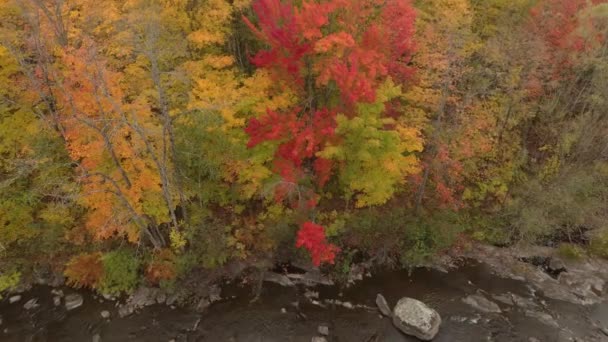 Augenfälliger Drohnenschuss Mit Waldbewegung Herbst Flussufer — Stockvideo