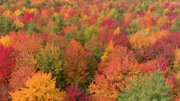 Многоцветный Лес Захватывающем Дроне Летящий Над Ним Ветреный День — стоковое видео