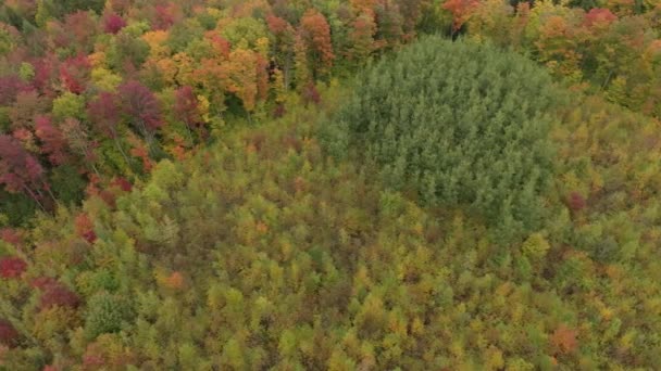 Aerial Shot Different Vegetation Changing Colors Fall Various Rates Viewed — Stock Video