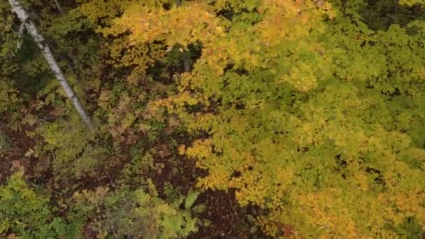 Drone Vliegt Laag Struiken Herfst Met Nog Een Paar Bladeren — Stockvideo