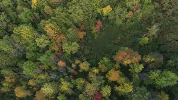 Piccola Radura Nei Boschi Del Canada Filmata Drone Sopraelevato — Video Stock