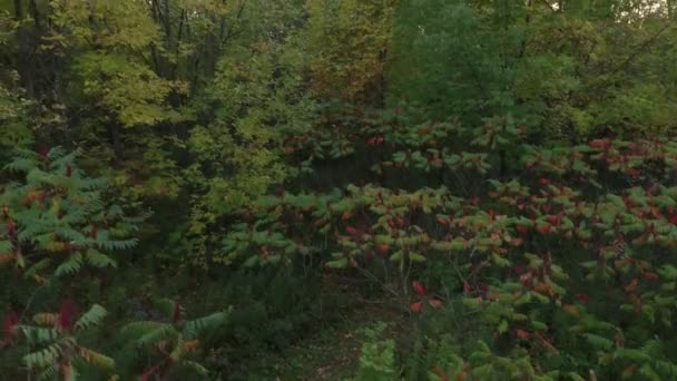 Drone Stijgt Bij Dageraad Het Herfstbos Aan Kant Van Het — Stockvideo