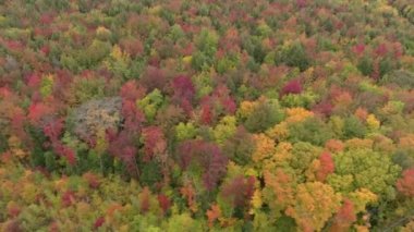 Hızlı hareket eden insansız hava aracı sonbaharda ve arabayla ormanın üzerinden geçti.