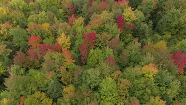 Ağaçların renklendirdiği, yeşilden kırmızıya renk değiştiren bir dron.