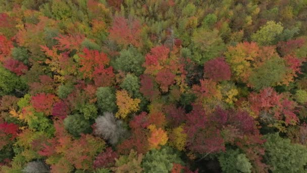 Obarvené Jako Stromy Podzim Viděné Dronem Letícím Přímo Nad Lesem — Stock video