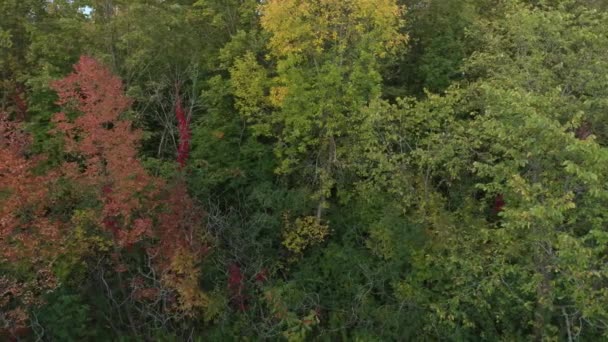 Şeftali Renkli Tek Ağaç Kış Gelmeden Yapraklarını Dökmeye Başlıyor — Stok video