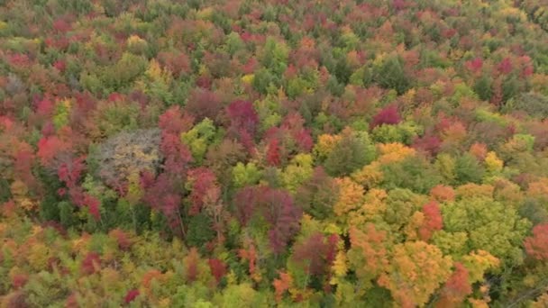 Szybko Poruszający Się Boczny Dron Zastrzelony Nad Lasem Jesienią Drogą — Wideo stockowe