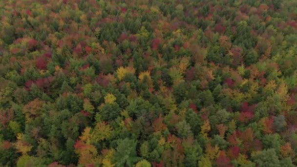 Slutet Dagen Antenn Skott Ren Skog Höst Med Blad Ändrar — Stockvideo