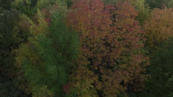 Pfirsich Und Gelb Gefärbte Bäume Durch Drehen Drohne Morgengrauen Wald — Stockvideo
