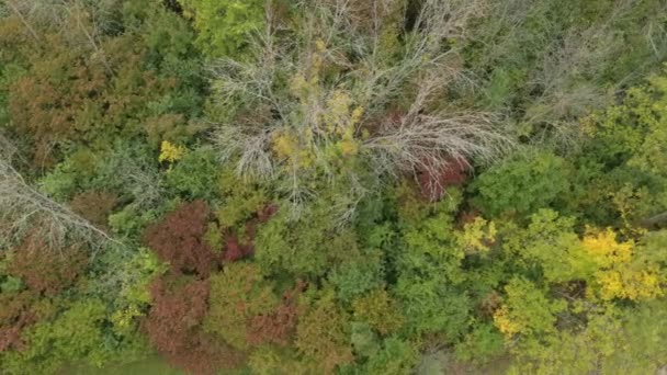 Borde Del Bosque Otoño Con Algunos Árboles Completamente Vacíos Hojas — Vídeo de stock
