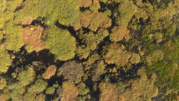 Kleuren Beginnen Veranderen Herfst Boven Wetlands Van Ontario Canada — Stockvideo