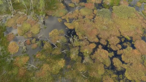 Drone Volando Verticalmente Sobre Pantanos Mientras Pájaro Blanco Vuela Aletea — Vídeo de stock