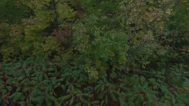 Laag Bodemniveau Groene Rode Planten Groeien Het Canadese Bos Herfst — Stockvideo