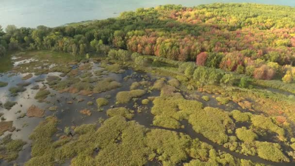 Early Fall Canadian Marshlands Trees Starting Change Colors — Stock Video