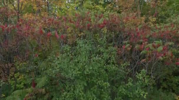 秋の間にカナダでゆっくりと緑や他の色の森のショットを上げ — ストック動画