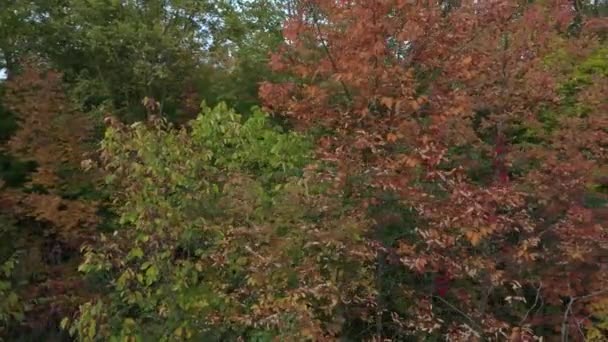 Drone Girando Velocidade Constante Torno Árvore Colorida Clareira Floresta — Vídeo de Stock