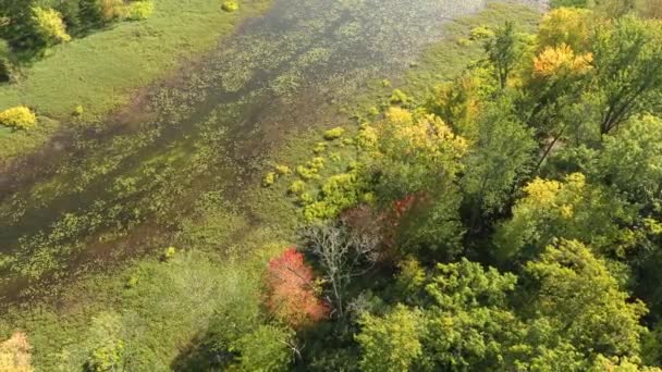 1本の赤い木ともう1本の緑の無人機によって見られる湿地 — ストック動画