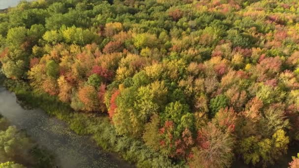 Drone Volando Través Pantano Bosque Con Follaje Colorido Principios Otoño — Vídeo de stock