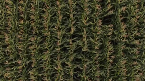 Strzał Powietrza Nad Polem Kukurydzy Lekkim Wiatrem Wiejącym Liściach — Wideo stockowe