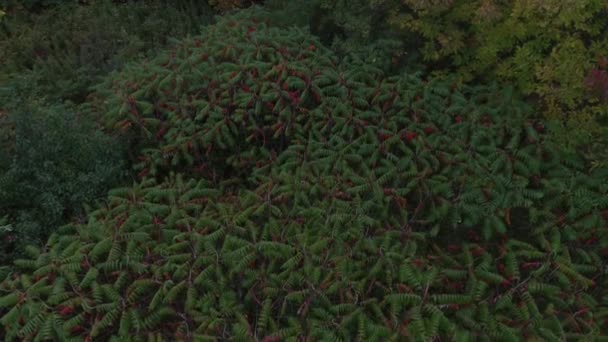 Herbstzeit Lässt Grüne Blätter Nordamerika Anfang Oktober Rot Werden — Stockvideo