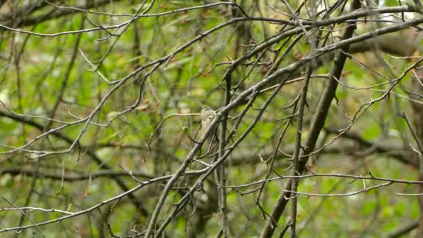 北アメリカでの初期の毎年の鳥の移動の間にかなり春の自然シーン — ストック動画