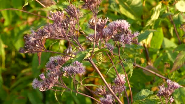 Slutet Dagen Solljus Lyser Upp Några Blommor Med Humla Den — Stockvideo