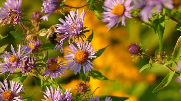野生で美しい花を通して採れるバンブルビーの鮮やかなショット — ストック動画