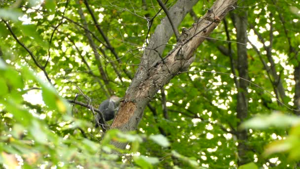 用舌头挑食啄木鸟 研究树皮和啄食情况 — 图库视频影像