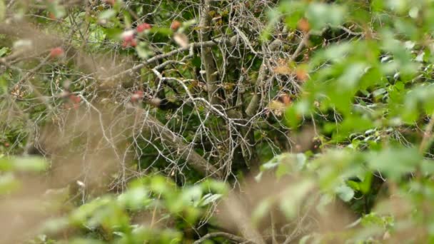 小金帽王在树上飞得很快 透过朦胧的树叶看去 — 图库视频影像