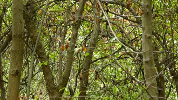 非常に高密度で忙しい森の中で小枝と小さなクイックバードがそれに移動します — ストック動画