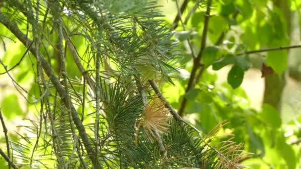 Tight Medium Shot Golden Crowned Kinglet Actively Searching Tree — Stock Video