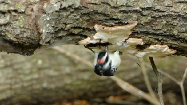 Specht Hängt Kopfüber Stamm Neben Großem Pilz — Stockvideo