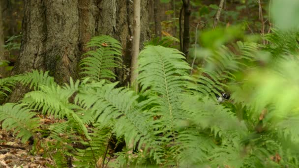 Flauschspecht Sucht Neben Hübschen Farnen Bodennahe Nahrung — Stockvideo