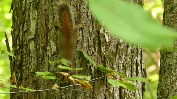 Écureuil effrayé levant les yeux avant de remarquer la caméra et s'enfuyant 