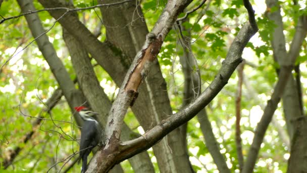 头部有红斑的大啄木鸟破皮寻找昆虫 — 图库视频影像