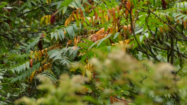 Chickadee Vogel Bewegen Door Oranje Groene Bladeren Herfst — Stockvideo