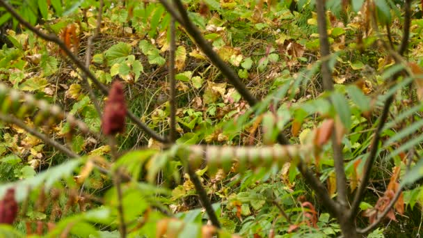 前景には秋の紅葉 鳥たちが動き回って餌をやる — ストック動画