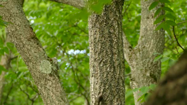 茶色のクリーパーは森の中ではるかに大きな木の側を這う — ストック動画