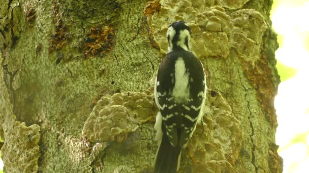 Woodpecker Trying Break Thick Mushroom Growing Atop Tree Bark — Stock Video